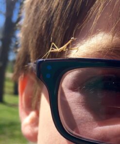 Praying Mantis adults Case with Hatching Habitat Bag - 2 Praying Mantids Egg Cases 2 Pod Habitat Bag 26 81vPRaM08bL