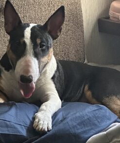 Pet MD Dog Breath Freshener Dental Wipes for Dogs - Tartar and Plaque Remover for Teeth Cleaning - Fresh Apple & Mint Scent Bad Breath Treatment for Dogs - 100 Count 34 81vckiYRsCL