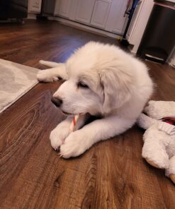 Dingo Twist Sticks Rawhide Chews, Made With Real Chicken, 50 Count 50 Count (Pack of 1) 1 pack 25 81vi7CNWP2L