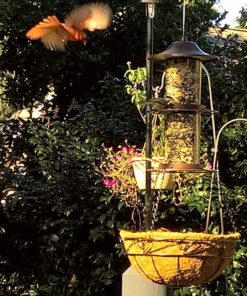 Perky-Pet 325S Panorama Bird Feeder 31 81vjyCk3QL