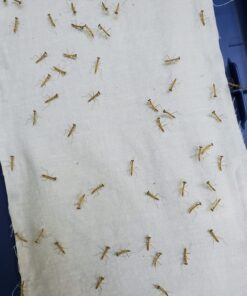BioLogic Company, Inc. Praying Mantis Egg Cases - 2 Extra Large Cases 31 81vkeNL1OL