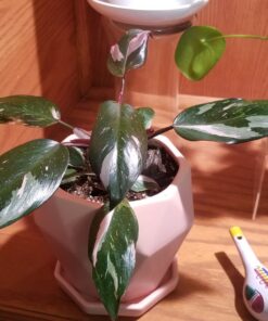 SUPERthrive The Original Vitamin Solution - Liquid Concentrate, May Add to Any Fertilizing Program, 4 fl. oz. 4 Ounces 49 81vlfLX41L