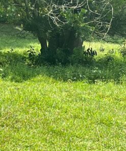 GhostBlind 4-Panel Predator Blind, Silver 46 81vmLA5PKL