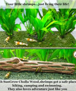 SunGrow Cholla Wood for Shrimps, Dried Husk of Cholla Cactus, Aquarium or Home Decor for Hermit Crabs, Pleco, 3 Pieces per Pack (3 Pieces, 6 inches) 24 81vqd5W0KML