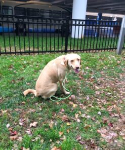 Glandex Anal Gland Soft Chew Treats with Pumpkin for Dogs Digestive Enzymes, Probiotics Fiber Supplement for Dogs Boot The Scoot (Peanut Butter Chews, 30ct) Peanut Butter Chews 36 81vz16UeRuL