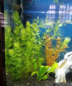 6 Plant Species Live Aquatic Plants Package - Microsorum Java Fern, Amazon, Moneywort and More! 50 81w0Tg8Q9GL