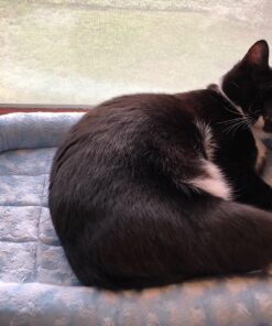 MidWest Homes for Pets Bolster Dog Bed 22L-Inch Blue Dog Bed or Cat Bed w/ Comfortable Bolster | Ideal for XS Dog Breeds & Fits a 22-Inch Dog Crate | Easy Maintenance Machine Wash & Dry 33 81w0TjphgXL