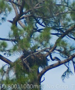 Big Mike’s High-Power 500mm/1000mm f/8 Manual Telephoto Lens for Nikon DSLR, Black 62 81w2mz5oNGL