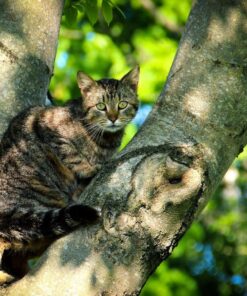 Nikon AF-S FX NIKKOR 800mm f/5.6E FL ED Vibration Reduction Fixed Zoom Lens with Auto Focus for Nikon DSLR Cameras 17 81w3HBAGL