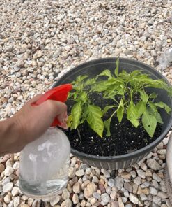 6 Pack 16oz Empty Plastic Spray Bottles, All-Purpose Red Spray Bottle for Hair, Cleaning Solutions, Plants, with Adjustable Nozzle and Misting Trigger 23 81w5T4mnDTL