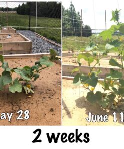 Alternative view of Malibu Compost HGC715978 Biodynamic Compost 12 (1ea= 4/Pack) Hydroponic Tea Bag, 1 lb