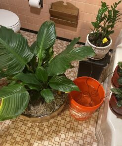 Blumat Classic Plant Watering Stakes | for Everyday Home or Vacation Use | Indoor or Outdoor Water Spikes for Plants | Automatic Drip Irrigation (6 Pack) 6 Pack 55 81wCBbqP5UL