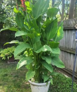 Miracle-Gro Pour & Feed Plant Food, Fertilizer Instantly Feeds Live Plants, For Outdoor & Indoor Plants in Containers, 32 oz. 25 81wKdsxUyL