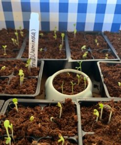 Sow Right Seeds - Flower Seed Collection - Carnation, Gayfeather, Dahlia, Morning Glory, Larkspur, Balsam, Snapdragon, Phlox, Zinnia, & Daisy - Non GMO Heirloom Seeds for Planting - 10 Packets 32 81wMgmMMXhL