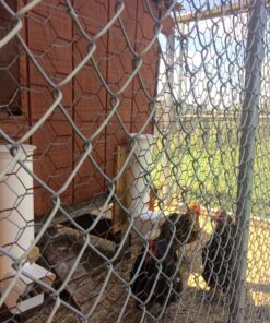 Royal Rooster Automatic Chicken Feeder with Gravity Feed Dispenser - 7lb Feeder for Chickens, Chicks & Mixed Poultry - Hanging Chicken Poultry Feeder - Auto PVC Chicken Poultry Feeder with Rain Cover 31 81wNQOFWLFL 1