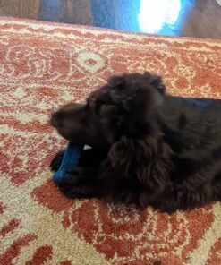 Nylabone Power Chew Toys Variety Triple Pack - Dog Toys for Aggressive Chewers - Indestructible Dog Bones for Small Dogs - Chicken, Bacon & Peanut Buter Flavors, Small/Regular (3 Count) Small up to 25 lbs. 39 81wOW9 GuyL