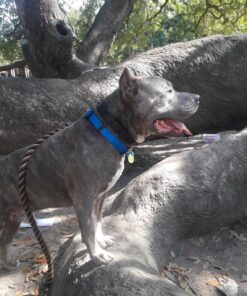 Star Mark Pro-Training Dog Collar, Large - 21" 9 81wP5XoCujL