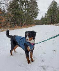 Kurgo Loft Dog Jacket, Reversible Dog Coat, Wear with Harness or Sweater, Water Resistant, Reflective, Winter Coat For Large Dogs (Ink Blue, L) Ink Blue/Seaglass 32 81wTXQKgJ6L