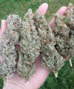 Canna CA1260+CA1270 Coco A & B, 1 L, Set of 2 Plant Growth, White/Brown 22 81wVeEQvAHL