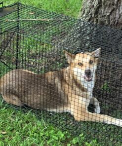 Humane Way 914050 Heavy Duty Live X-Large Dog Trap, X 50"x19"x24 13 81wVzBPhBIL