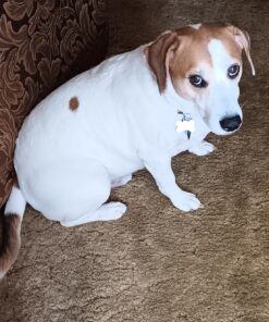 PetLab Co. Allergy & Immune Probiotics for Dogs, Support Seasonal Allergies, Gut & Digestive Health - Pork Flavor - 30 Soft Chews 18 81wW3YKs2EL