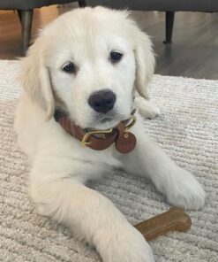 Alternative view of Nylabone Classic Puppy Chew Toy Twin Pack - Puppy Chew Toys for Teething - Puppy Supplies - Chicken & Peanut Butter Flavor, X-Small/Petite (2 Count) X-Small/Petite (2 Count) Bone