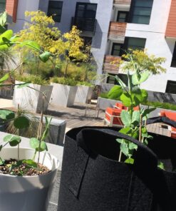 22,000 Non GMO Heirloom Vegetable Seeds, Survival Garden, Emergency Seed Vault, 34 VAR, Bug Out Bag - Beet, Broccoli, Carrot, Corn, Basil, Pumpkin, Radish, Tomato, More 46 81waZDsg0RL