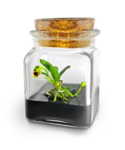 Alternative view of BLOOMIFY Miniature Orchid Terrarium -Zero Care - Haraella retrocalla - 3" Cube
