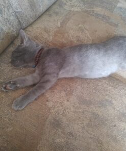 PetAg KMR Kitten Milk Replacer Powder - Prebiotics and Probiotics for Newborn to 6 Week - 12 oz Powdered Drink Mix 12 Ounce (Pack of 1) 22 81wgTMWp3nL