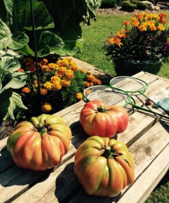 Humboldts Secret Golden Tree: Best Plant Food for Plants & Trees - All-in-One Concentrated Additive - Vegetables, Flowers, Fruits, Lawns, Roses, Tomatoes & More (16 Ounce) 16 Ounce 49 81wgvVOudWL