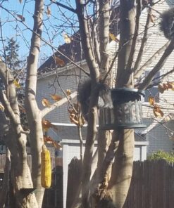 Woodlink Squirrel Diner Feeder Model 75590 beige 41 81wlHCp2dXL