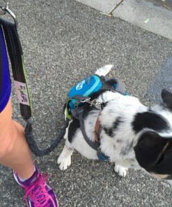 Tuff Mutt Hands Free Dog Leash For Running That Makes A Great Waist Leash for Dog Walking, Double Handle Bungee Leash with Reflective Stitching and Adjustable Dog Walking Belt green/gray 39 81wlagZaLXL