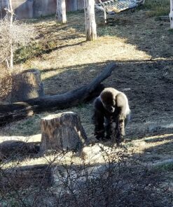 Celestron - SkyMaster Giant 15x70 Binoculars Astronomy Binoculars - Binoculars for Stargazing and Long Distance Viewing - Includes Tripod Adapter and Case SkyMaster 15x70 Binocular Binocular only 37 81wm6RUXmlL