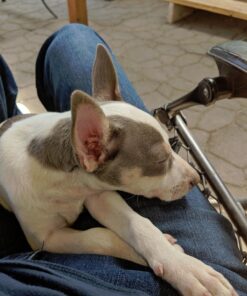 4Legger Certified Organic Nose & Paw Pad Healing Balm Unscented for Dry Chapped and Cracked Paw Pads, Elbows, Snout, Dry Skin with Hemp Oil, Vegan Wax, Calendula & Shea Butter - Made in USA - 1.9 oz 36 81wpAMNd61L 1