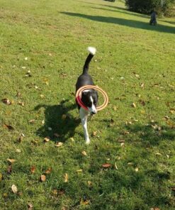 Aerobie Pro Ring Outdoor Kids Toy for Boys and Girls, All Ages, Colors may Vary 30 81wpR2WiwAL