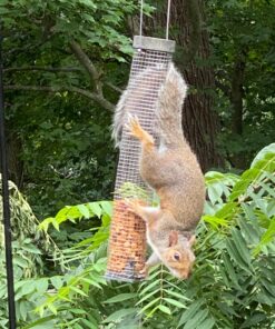 Cole's FS16 Flaming Squirrel Seed Sauce, 16-Ounce 1 31 81wrISRb9L