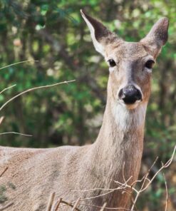 Sigma 150-600mm 5-6.3 Sports DG OS HSM Lens for Canon Canon SLR Mount US Version 97 81wrr3ML9EL