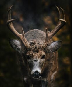 Neewer Carbon Fiber 66 inches/168 centimeters Camera Tripod Monopod with 360 Degree Ball Head,1/4 inch Quick Shoe Plate,Bag for DSLR Camera,Video Camcorder,Load up to 26.5 pounds/12 kilograms 166 81wvXz62ArL