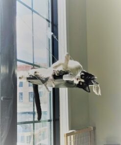 Kitty Cot Original World's Best Cat Perch (Large) Black Color Kitty Cot Large 37 81wzoBm5zSL