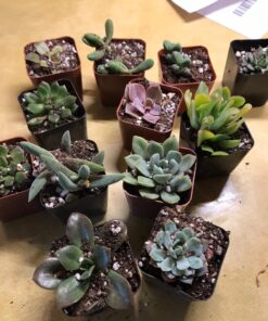 Shop Succulents | Unique Collection of Live Succulent Plants, Hand Selected Variety Pack of Mini Succulents | Collection of 12 6-Pack 61 81x0nvbt7L