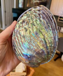 Premium Polished Abalone Shell, Large, 5-6 inches, with Wooden Stand, for Smudging, Cleansing, Home Decor, Gift Box. 100% Natural Colour - Sustainably Sourced by Ocean Shell Studios New Zealand 5-6" Polished Shell + Stand 24 81x2c4pbcjL