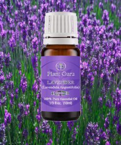 Lavender Essential Oil 10 ml (Bulgarian) 100% Pure Natural Undiluted Therapeutic Grade for Skin, Body and Hair Growth, Aromatherapy Diffuser, Great for Relaxation and Calming. 37 81x3HFcWeIL