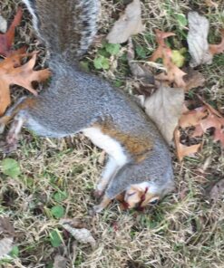 Gamo Air Gun Pellets PBA Platinum .177 Cal. Qty of 100 14 81x3WXT1S7L