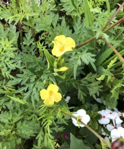 Hummingbird Nectar Wildflower Seeds Bulk Open-Pollinated Wildflower Seed Mix Packet, Non-GMO, No Fillers, Annual, Perennial Wildflower Seeds Year Round Planting - 1 oz 96 81x5CCFjMsL