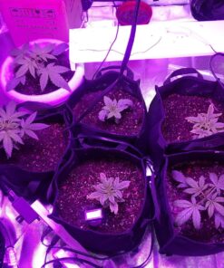 BESTVA 2024 Newest Upgrade 2000W Led Grow Light with High Yield Diodes Full Spectrum LED Grow Lights for Indoor Plants Greenhouse Veg Bloom Light Hydroponic Grow Lamp 47 81xAwHr981L