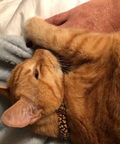 Honbay 4 Packs Combs Double sided Pet Combs, Cat Dog Pet Grooming Fine Tooth Hair Combs 24 81xBxiFyjXL