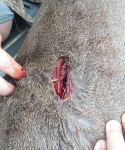 RAGE Broadhead silver 100 Gra" 27 81xCiWUUyXL