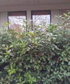 Black & Decker TR116 3-Amp Hedge Trimmer, 16-Inch 12 81xGOjpUlVL