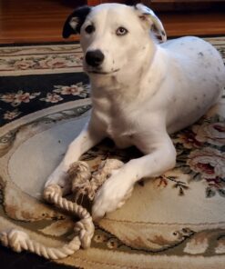 Ravenox Natural Twisted Cotton Rope | Made in The USA | Strong Triple-Strand Cordage for Sports, Décor, Pet Toys, Crafts, Macramé & Indoor Outdoor Use| by The Foot & Diameter (Multiple Color) Natural White 5/8 Inch x 10 Feet 25 81xLVVgJxJL