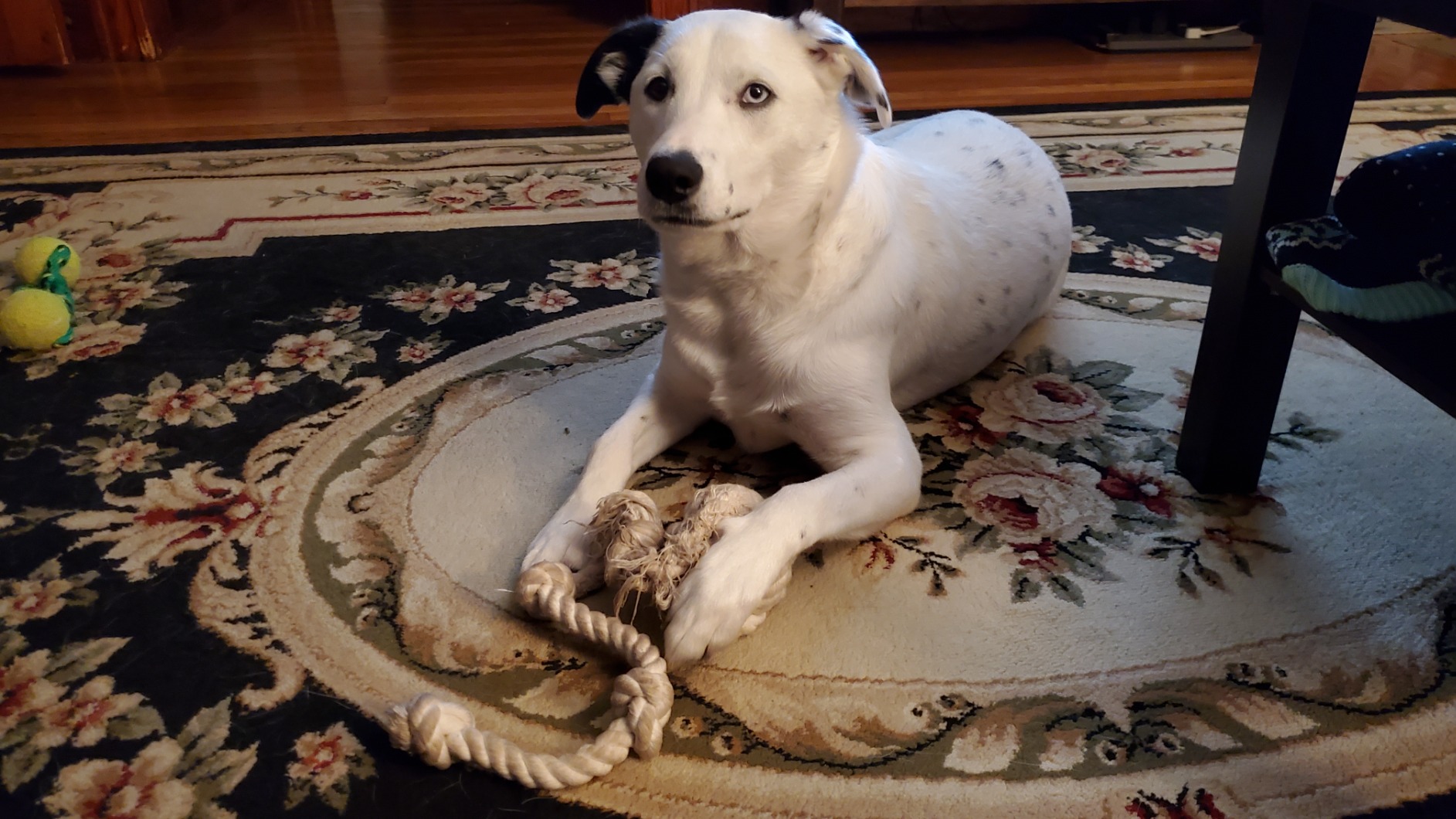 Ravenox Natural Twisted Cotton Rope | Made in The USA | Strong Triple-Strand Cordage for Sports, Décor, Pet Toys, Crafts, Macramé & Indoor Outdoor Use| by The Foot & Diameter (Multiple Color) Natural White 5/8 Inch x 10 Feet 13 Ravenox Natural Twisted Cotton Rope | Made in The USA | Strong Triple-Strand Cordage for Sports, Décor, Pet Toys, Crafts, Macramé & Indoor Outdoor Use| by The Foot & Diameter (Multiple Color) Natural White 5/8 Inch x 10 Feet - Image 13